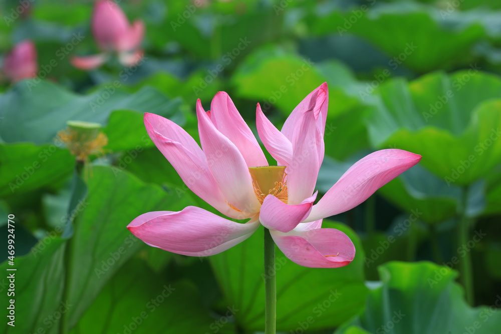 Beautiful lotus in the pond, North China Beautiful lotus in the pond, North China