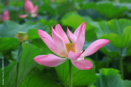 Beautiful lotus in the pond  North China