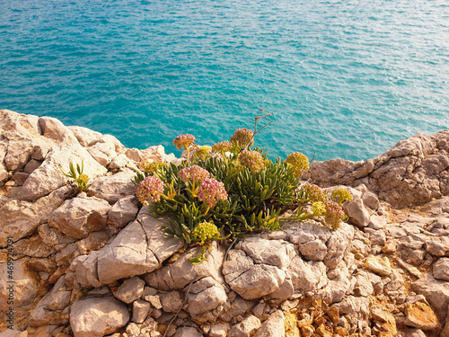 Samphire flower growing in the rocks with the sea views, sea fennel, rock samphire photo