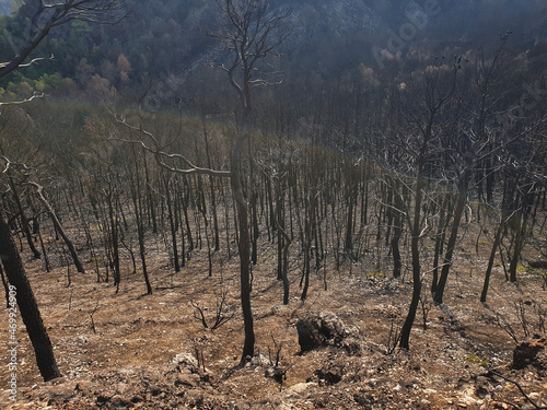 Burned forest in the mountains, burnt trees after wildfire, Spain