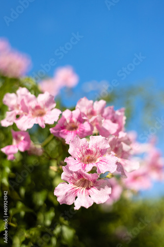 Pink Trumpet Vine, Podranea ricasoliana, flower, Spain