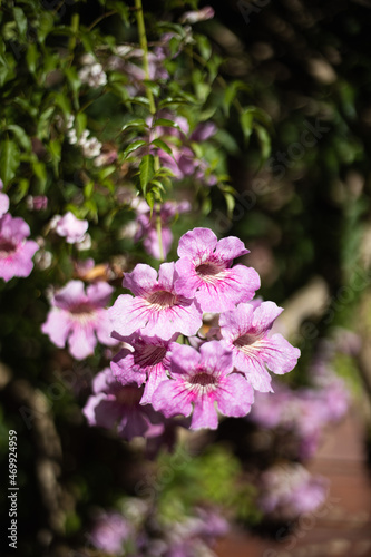 Pink Trumpet Vine, Podranea ricasoliana, flower, Spain