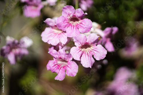 Pink Trumpet Vine, Podranea ricasoliana, flower, Spain photo