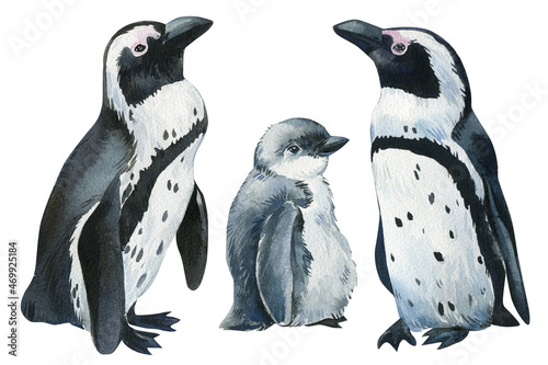 Penguins an isolated white background, watercolor illustration, cute baby penguin