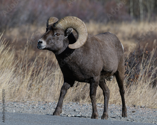 Colorado Rocky Mountain Bighorn Sheep