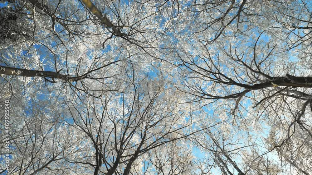 Snow covered tree canopy in a forest with blue sky in sunny winter weather, worms eye view footage with the camera slowly spinning
Snow covered tree canopy in a forest with blue sky in sunny winter weather, worms eye view footage with the camera slowly spinning