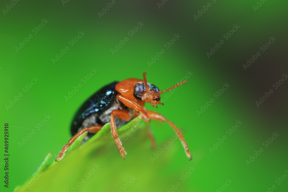Fototapeta premium Leaf beetle on wild plants, North China