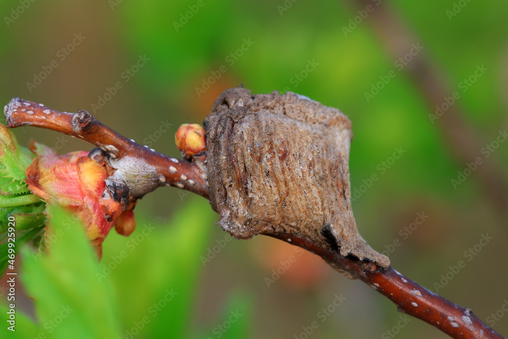 Mantis egg sheath - cuttlebone, North China Mantis egg sheath - cuttlebone, North China
