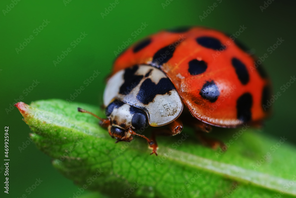 Ladybugs on wild plants, North China Ladybugs on wild plants, North China
