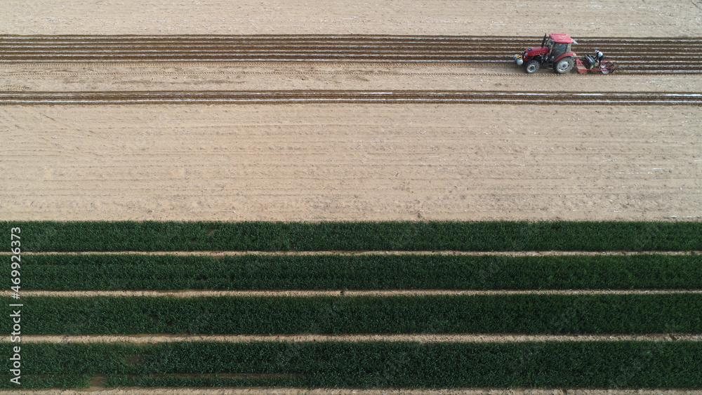 Obraz premium Farmers use planters to plant mulched peanuts, aerial photos, North China