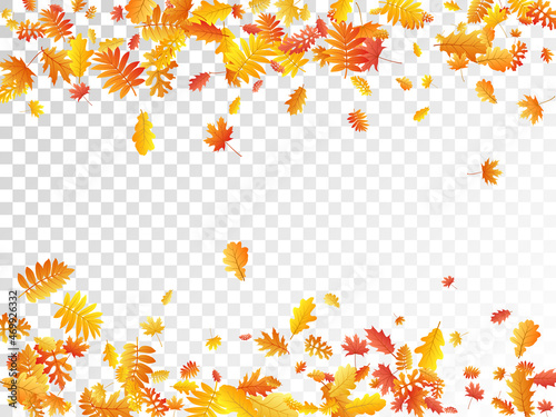 Oak, maple, wild ash rowan leaves vector, autumn foliage on transparent background.