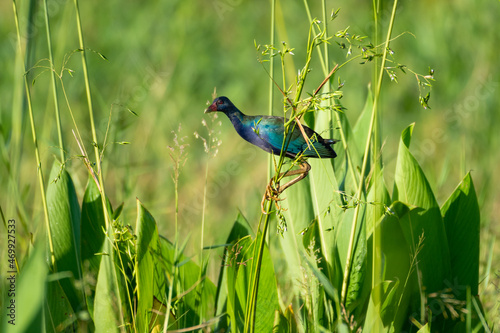 Purple Gallinule, Porphyrio martinicus, hunting in the tall grass in a marsh in bright morning sunlight. photo