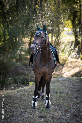 Pferd / Pony / Stute © Petra Fischer