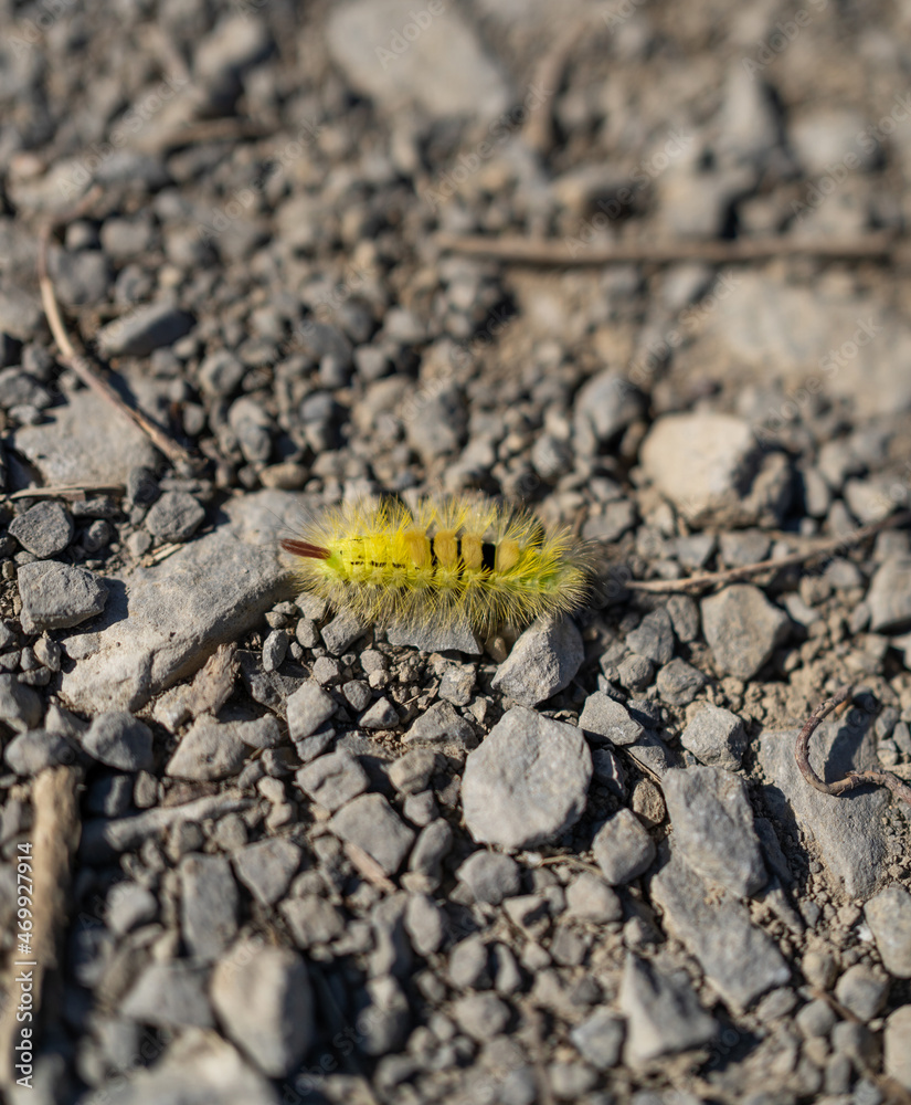 Yellow caterpillar on a stone floor Yellow caterpillar on a stone floor