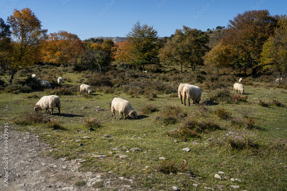 Flock of sheep in the field in Alava, location of Spain Flock of sheep in the field in Alava, location of Spain