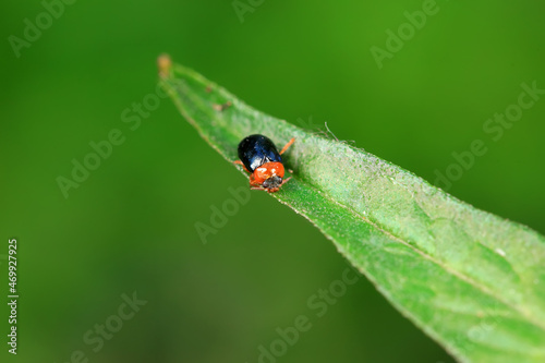 Leaf beetle on wild plants, North China