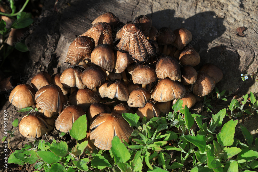 Wild mushrooms in the grass, North China Wild mushrooms in the grass, North China