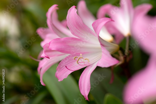 Jersey lily (Amaryllis belladonna) or naked-lady-lily, a plant species native to South Africa but widely cultivated as an ornamental. Macro close up of big pink white flowers in Madeira Portugal.