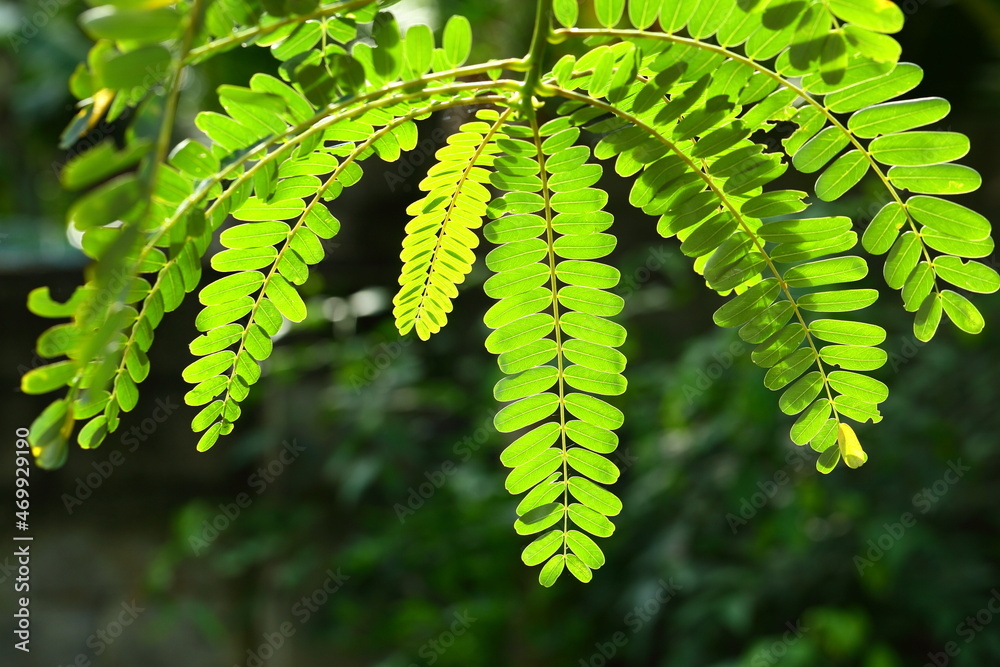 August tree fresh green leaves on a bright backlight. August tree fresh green leaves on a bright backlight.