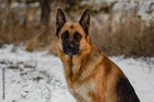 german shepherd dog in snow © Данил Куницын