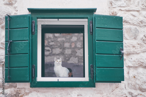 Cozy home. White cat sitting at green window.