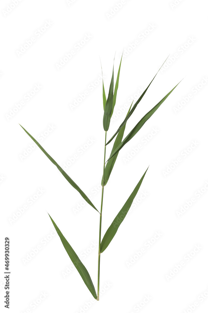 Beautiful reed with lush green leaves isolated on white