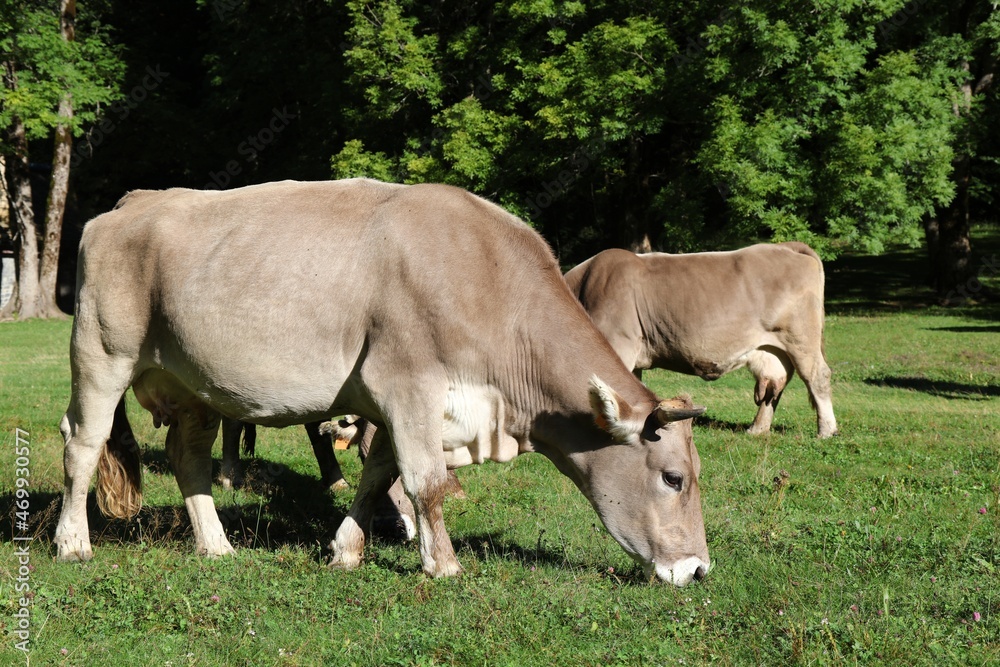 Cattle grazing in Pyrenees, Spain