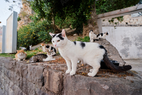 Cute cat  sitting on stone in the park. © luengo_ua