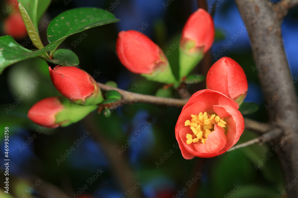 The flower of Begonia is in the botanical garden, North China The flower of Begonia is in the botanical garden, North China