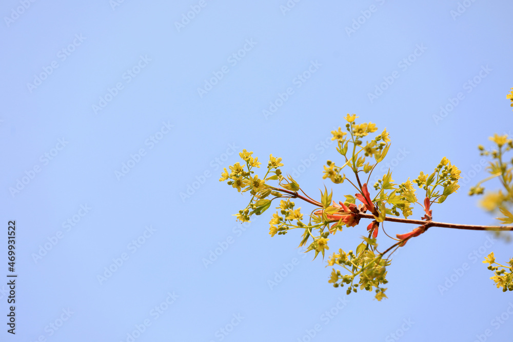 Beautiful maple flowers in the botanical garden, North China Beautiful maple flowers in the botanical garden, North China