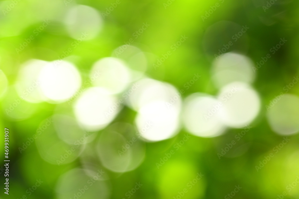 Fresh green natural abstract  photograph. 