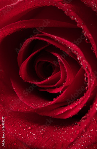 Red rose close-up with water droplets.