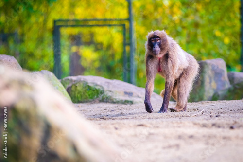 macaques monkeys © Visualmedia
