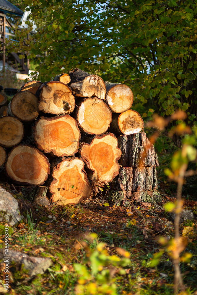 Sawed logs of a tree piled in a pile on a sunny day