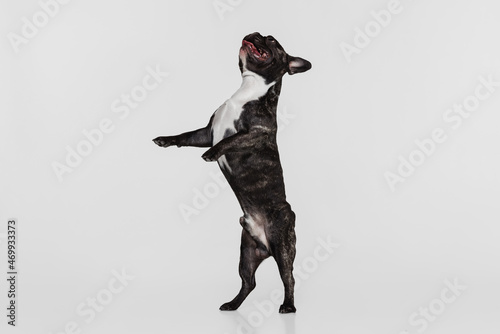 Portrait of cute doggie, French bulldog standing, playing isolated over white studio background. Animal, vet, care concept