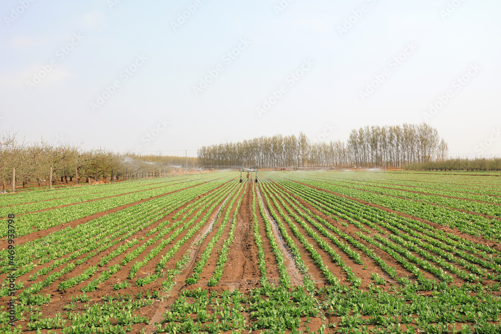 Sprinkler irrigation facilities operate in farmland, North China