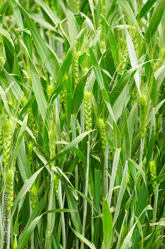 Green wheat is in the field