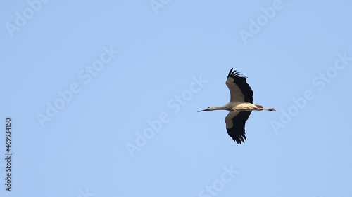 first spring bird white stork flies across the sky
