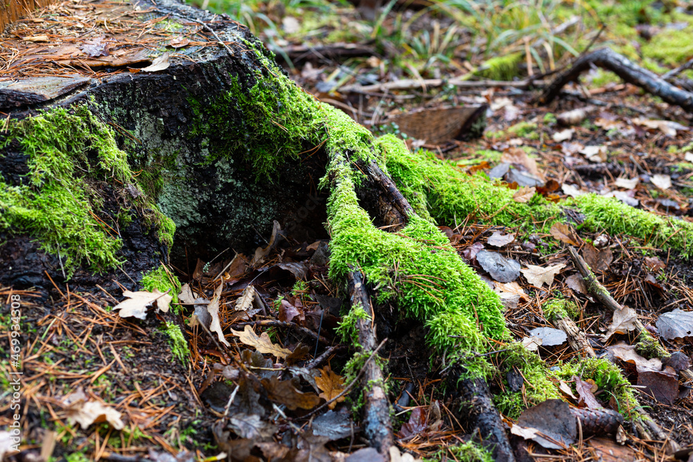 A tree stump overgrown with moss in the forest A tree stump overgrown with moss in the forest