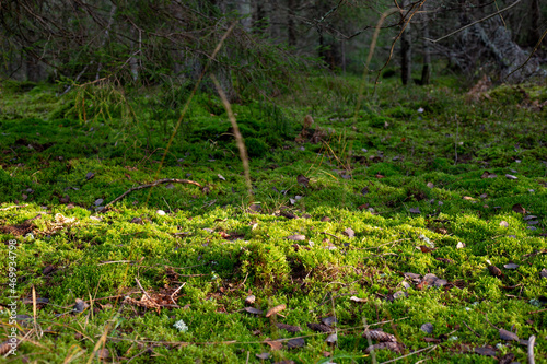 Fototapeta Naklejka Na Ścianę i Meble -  Autumn in the forest. Colourful moss in the forest. Seasons