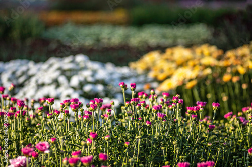 Wallpaper Mural Buds of pink flowers of cultivated chrysanthemum closeup with dew drops . Selective focus Torontodigital.ca