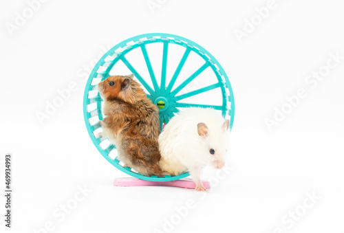 Hamster in a wheel over white background