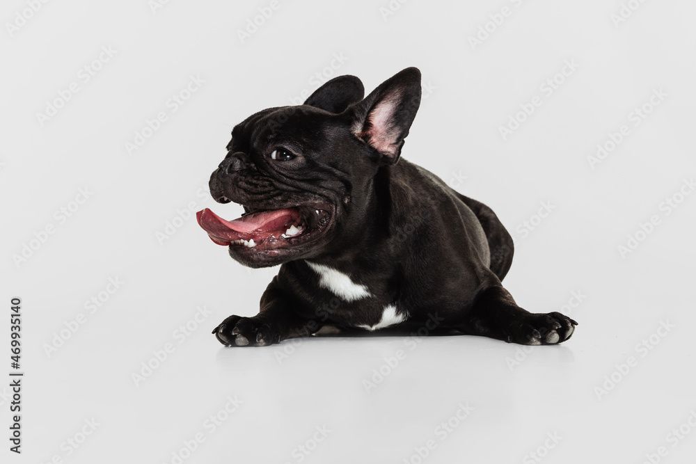Cute purebred dog, French bulldog lying on floor isolated over white studio background. Animal, vet, care concept
