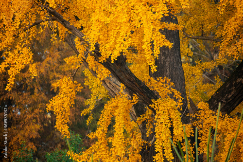 Shanghai, Qibao Ancient Town, ancient, ginkgo tree photo