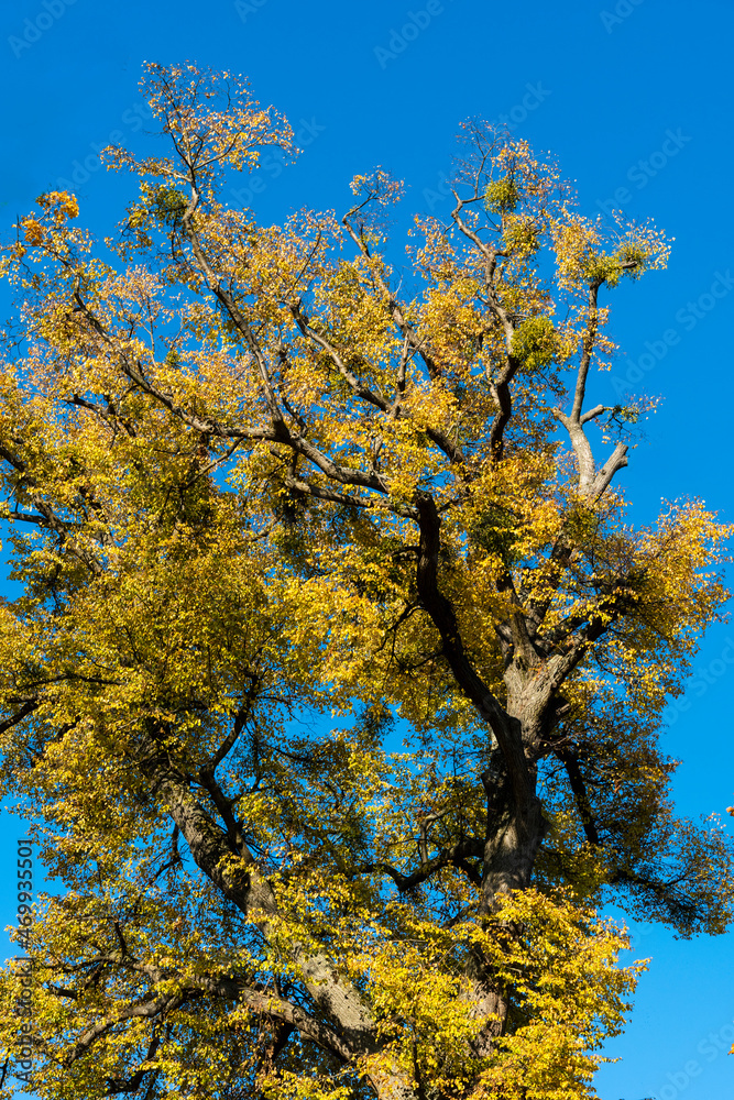 Linde mit Herbstlaub auf dem Württemberg in Stuttgart Linde mit Herbstlaub auf dem Württemberg in Stuttgart
