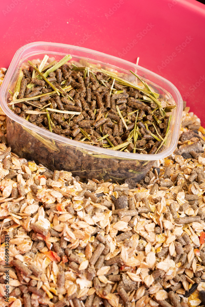 basical muesli and granules for horses served in pink bucket. close up . feeding and horse care concept. top view basical muesli and granules for horses served in pink bucket. close up . feeding and horse care concept. top view