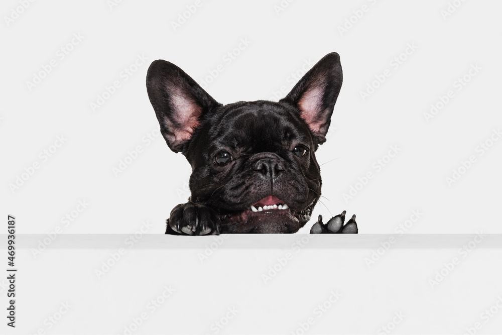 Half-length portrait of cute doggie, French bulldog looking away isolated over white studio background. Animal, vet, care concept
