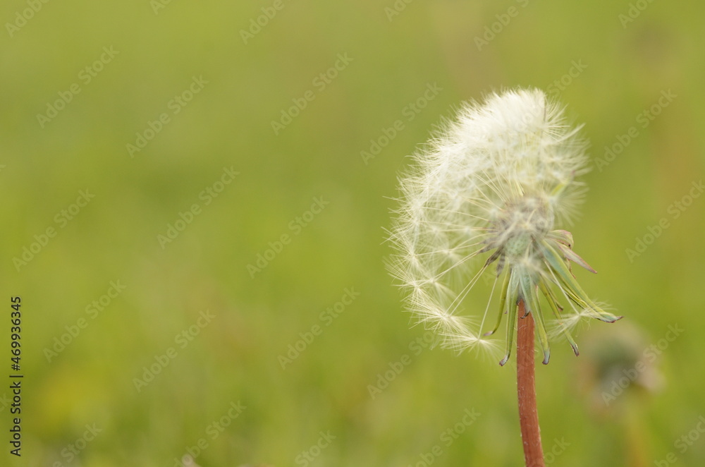Fototapeta premium Löwenzahn