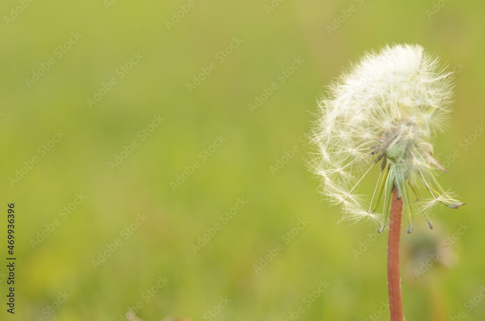 Fototapeta premium Löwenzahn
