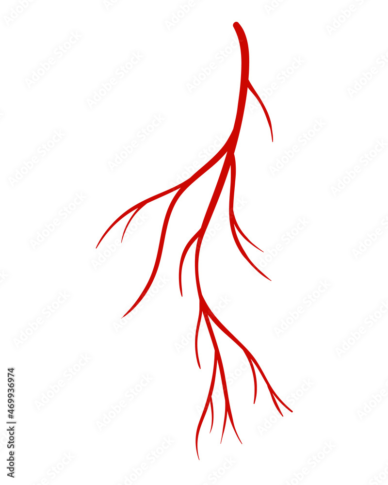 Human veins. Red silhouette vessel, arteries or capillaries on white background. Concept anatomy element for medical science. Vector isolated symbol of blood system